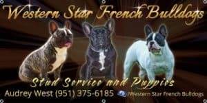 westernstar_french_bulldogs_banner