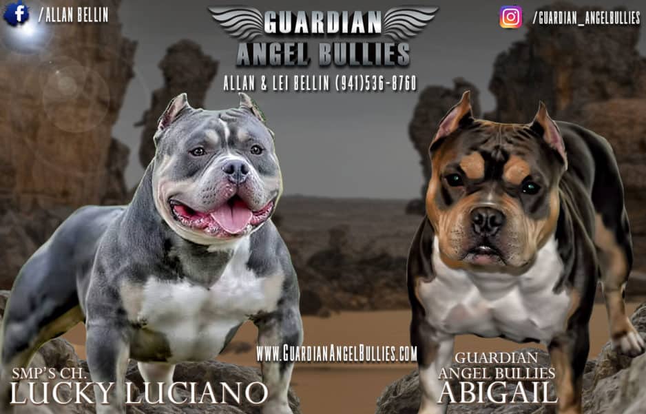 Guardian Angel Bullies - American Bully - 3D Video Banner - WEBDOGG
