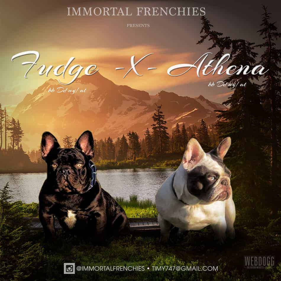 Dog Breeder Graphics & Banners - WEBDOGG