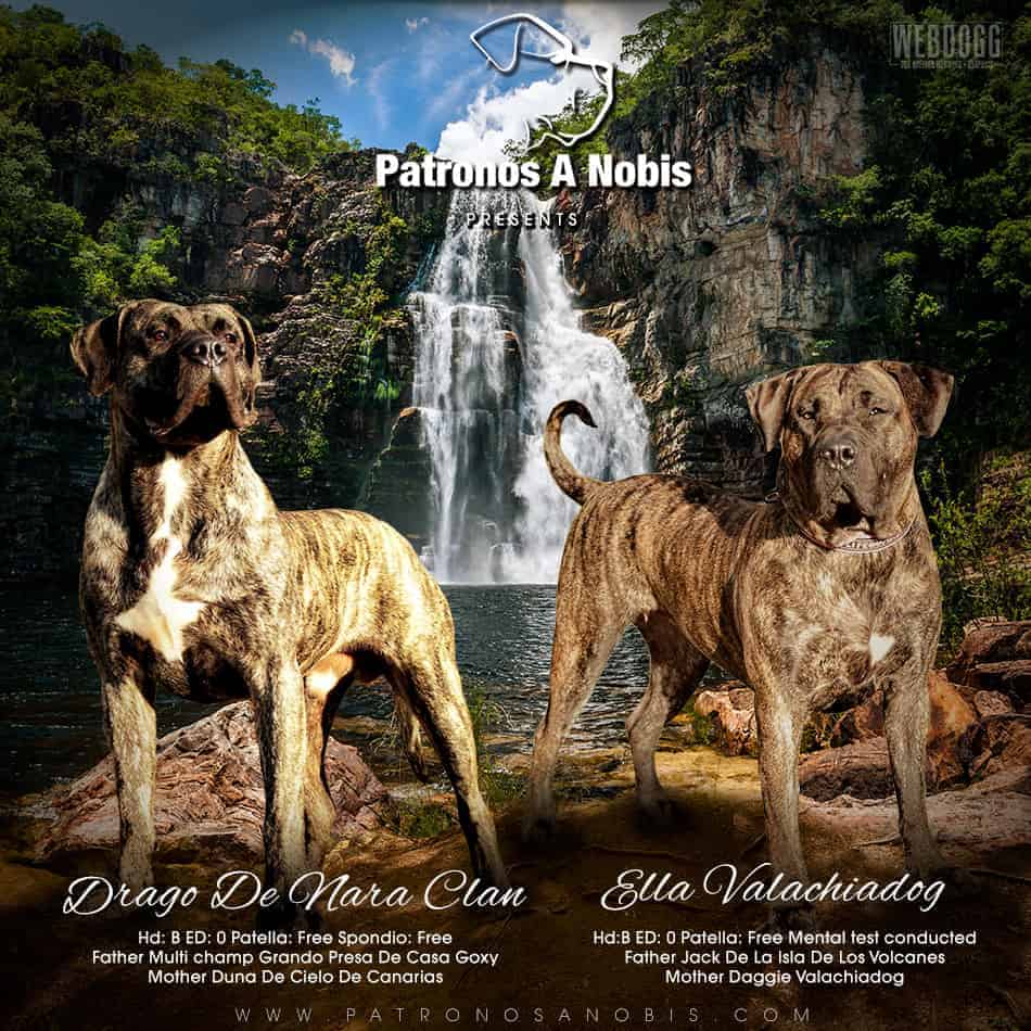 Dog Breeder Graphics & Banners - WEBDOGG