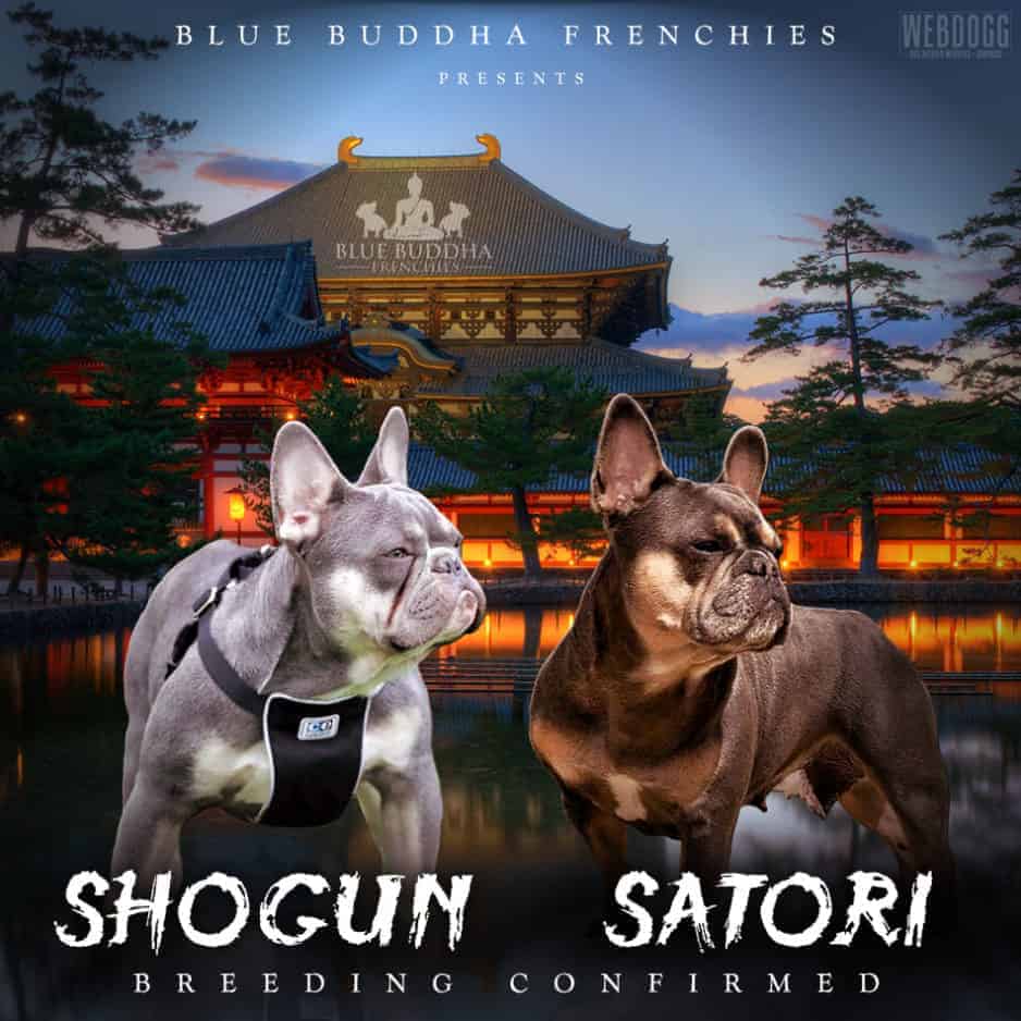 Dog Breeder Banners, Dog Kennels Graphics, Show Dog Advertising