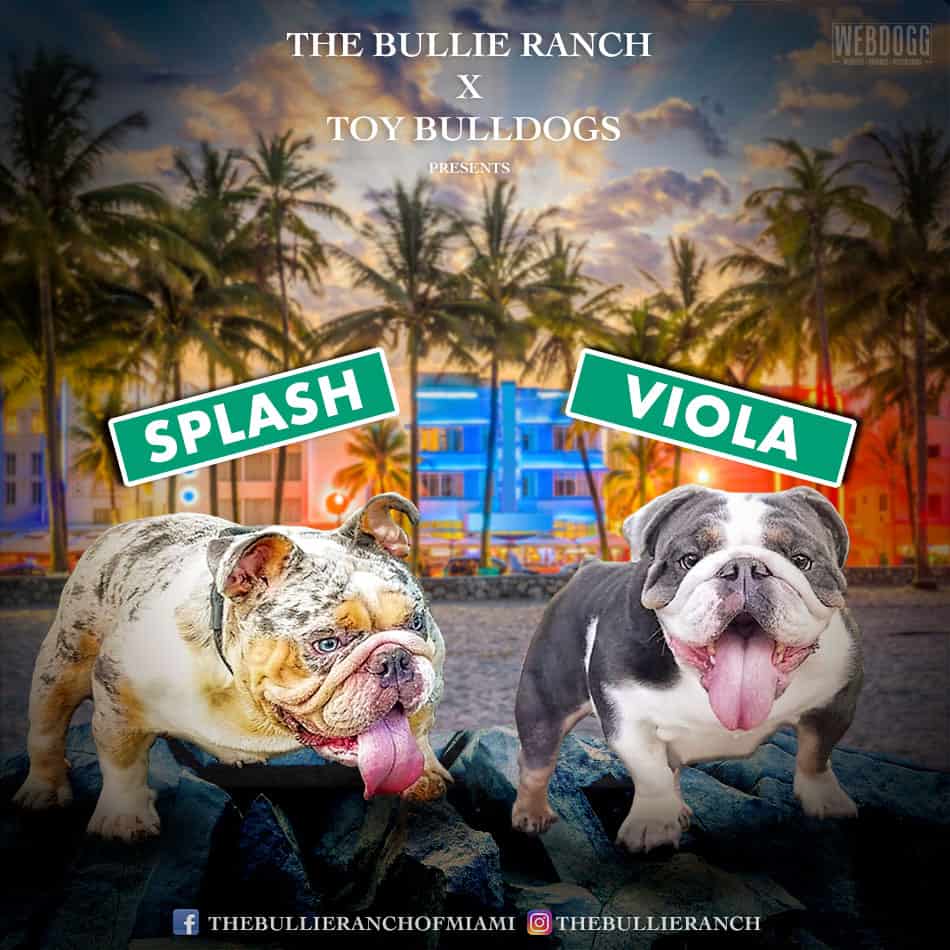 The Bullie Ranch of Miami