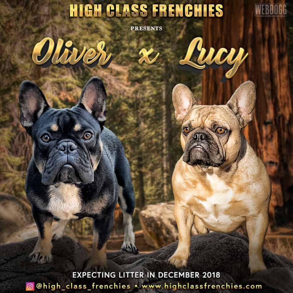 Dog Breeder Banners, Dog Kennels Graphics, Show Dog Advertising