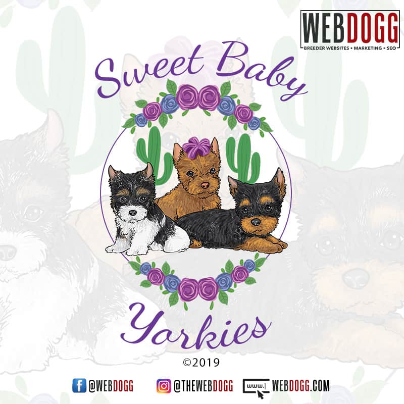 Sweet Baby Yorkies - Yorkie Breeder Arizona